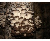 зерновой мицелий вешенки